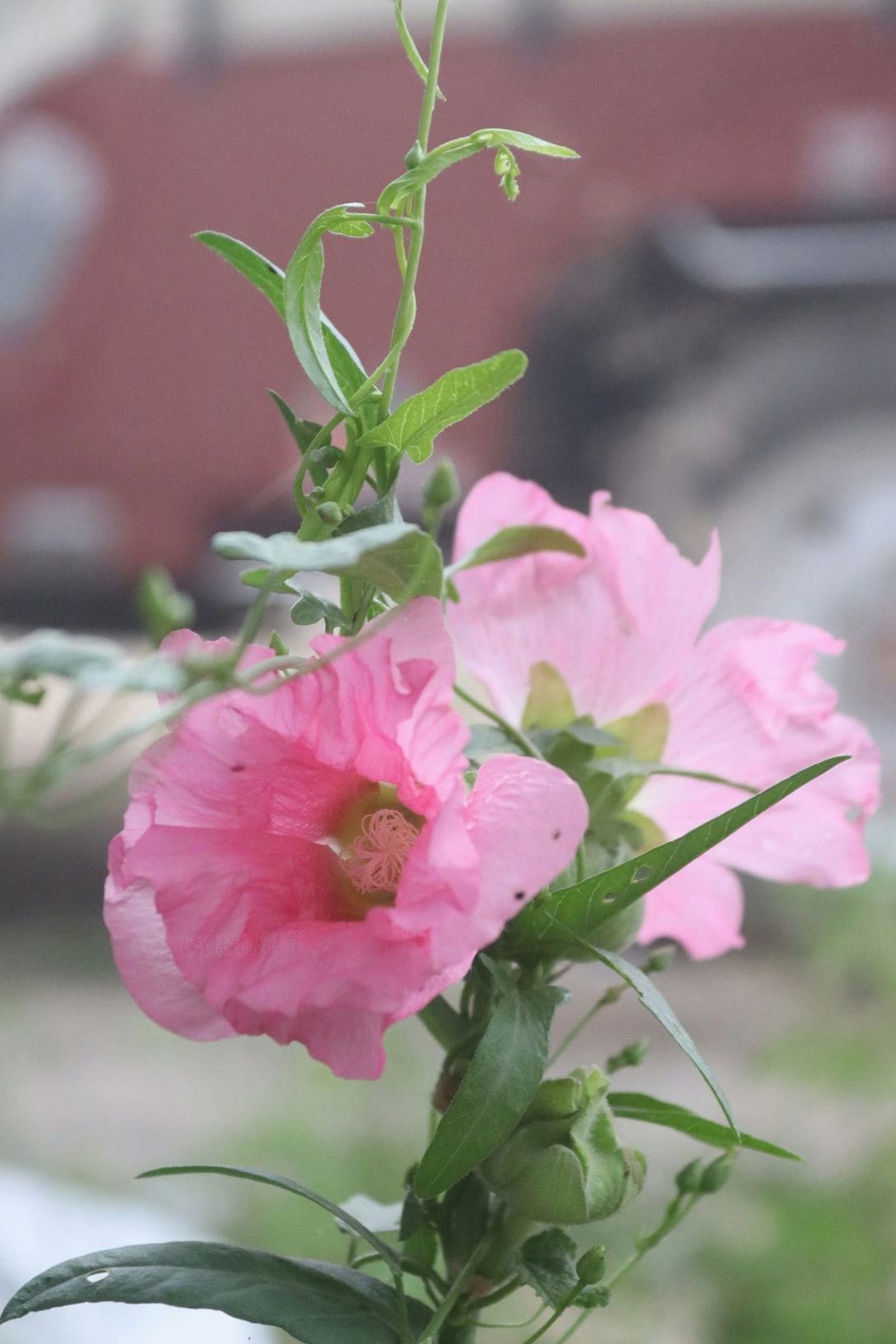 花結びフローラル 14