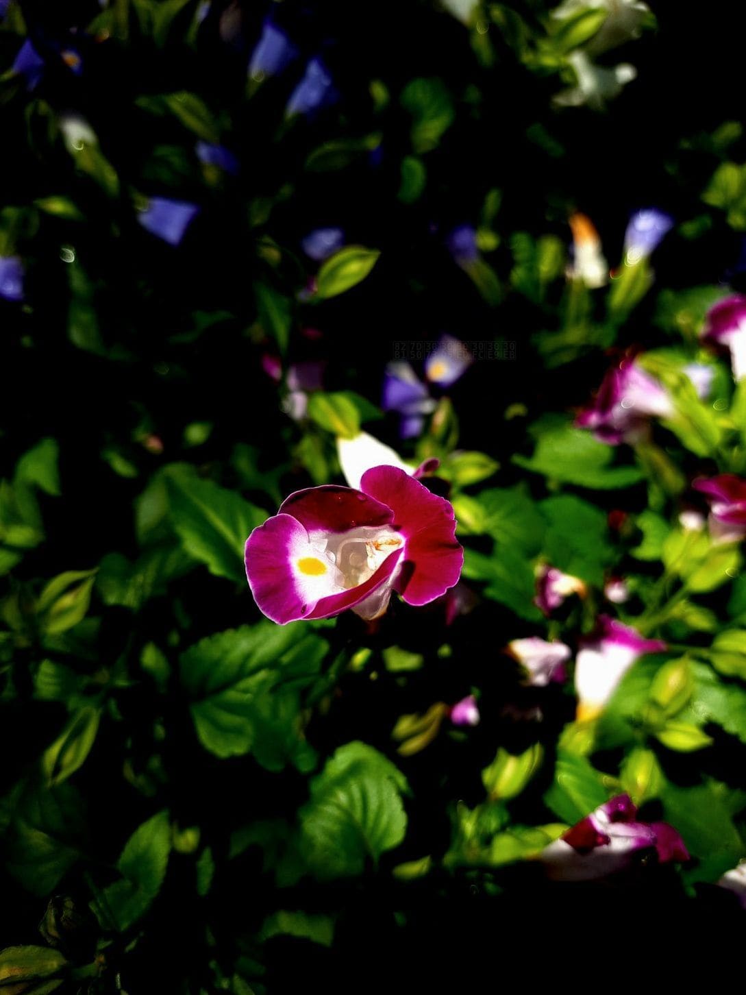 花結びフローラル 2