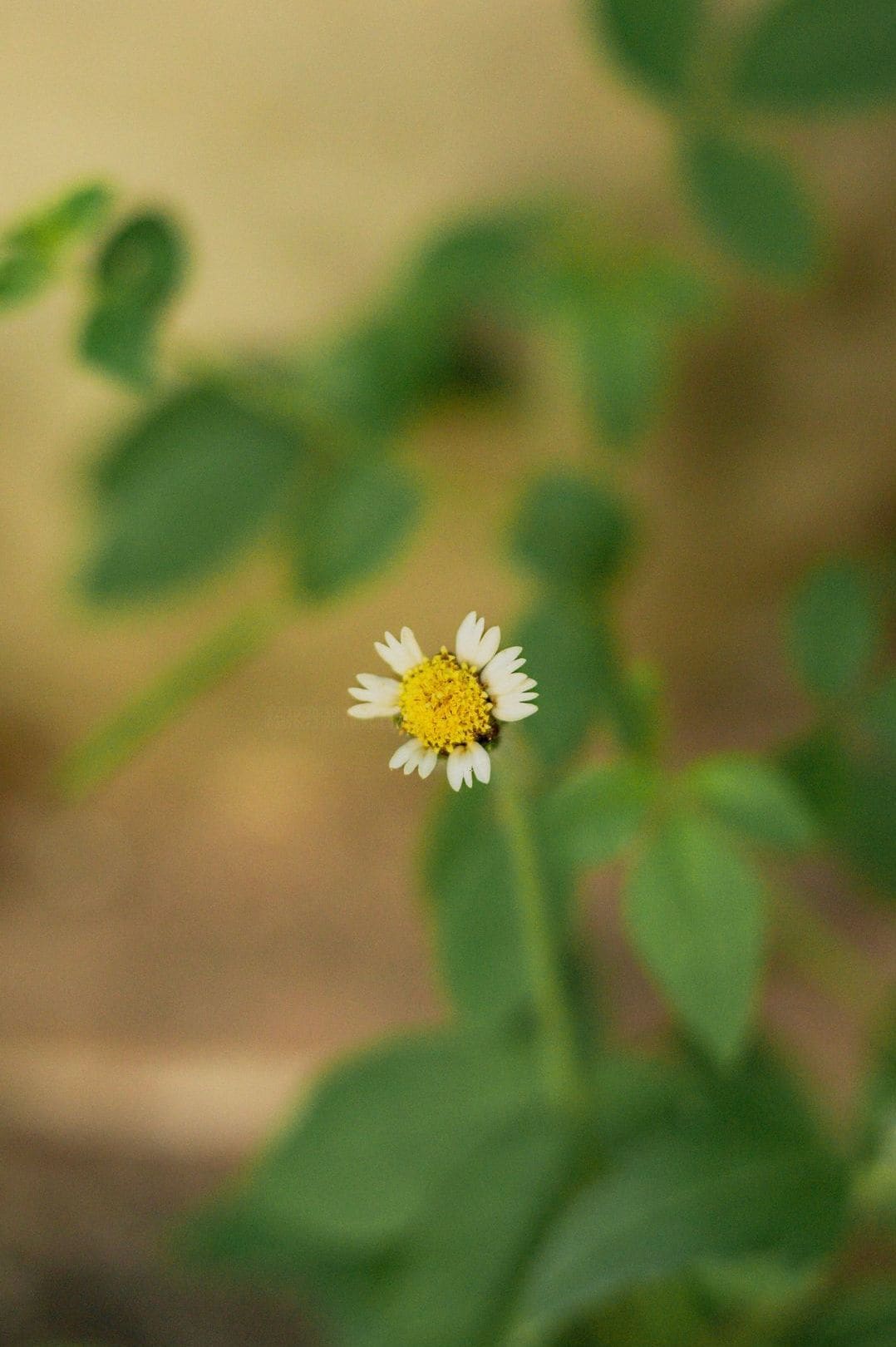 花結びフローラル 7